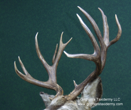 mule deer mount by Reimond Grignon